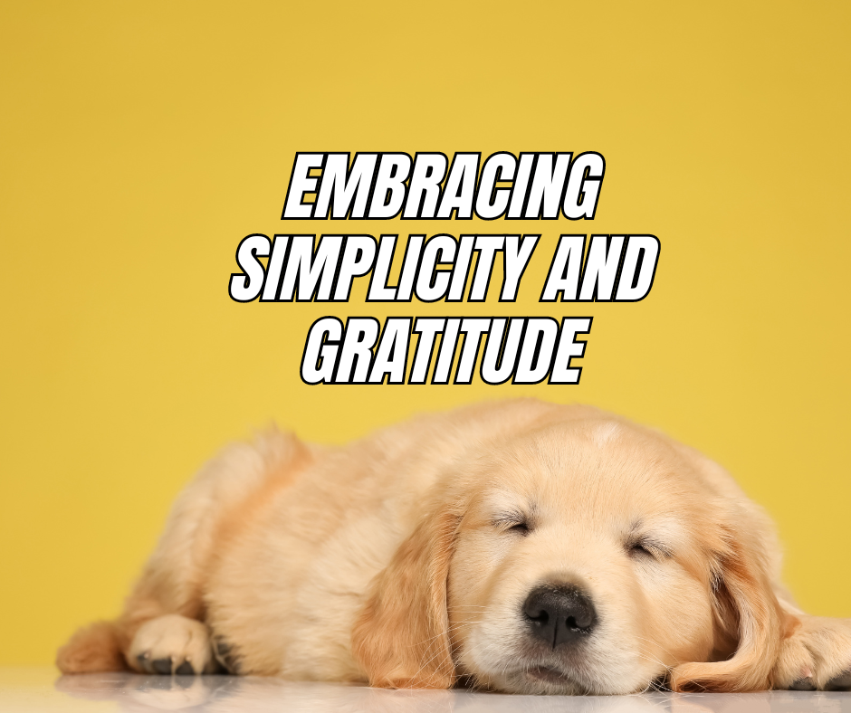 Dogs’ Humble Delight: Embracing Simplicity and Gratitude